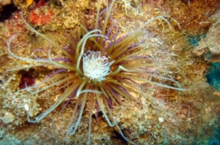  Buceo de sensaciones 